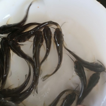 水产叉尾鮰，生长快抗病力强，适合所有淡水鱼塘养殖。