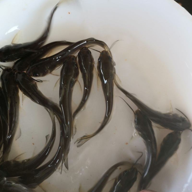 水产叉尾鮰，生长快抗病力强，适合所有淡水鱼塘养殖。