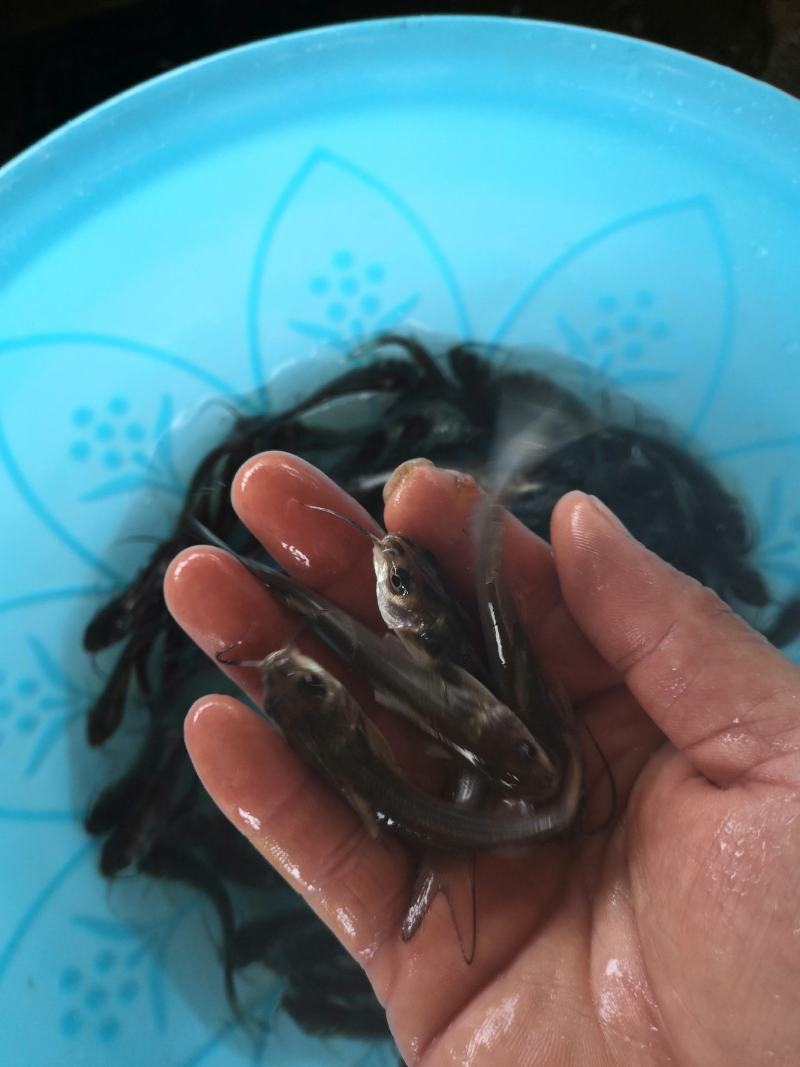 水产叉尾鮰，生长快抗病力强，适合所有淡水鱼塘养殖。