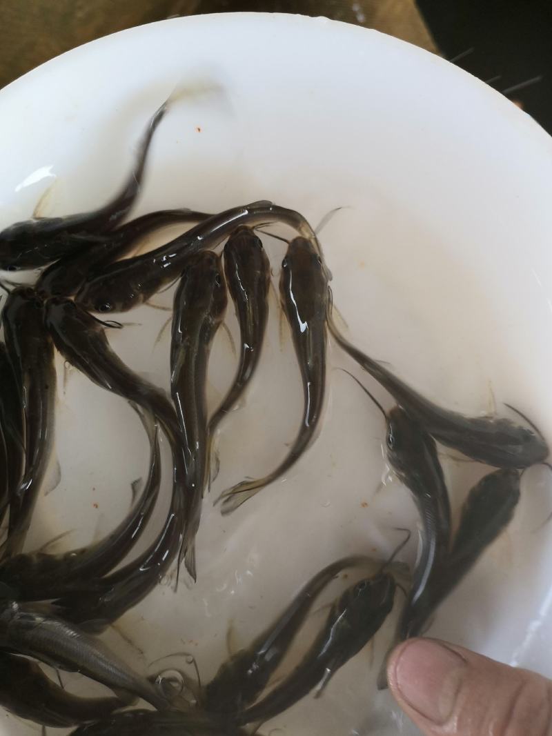 水产叉尾鮰，生长快抗病力强，适合所有淡水鱼塘养殖。