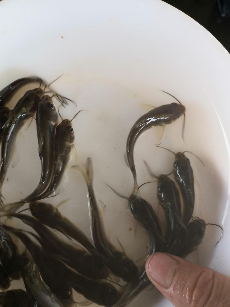 水产叉尾鮰，生长快抗病力强，适合所有淡水鱼塘养殖。