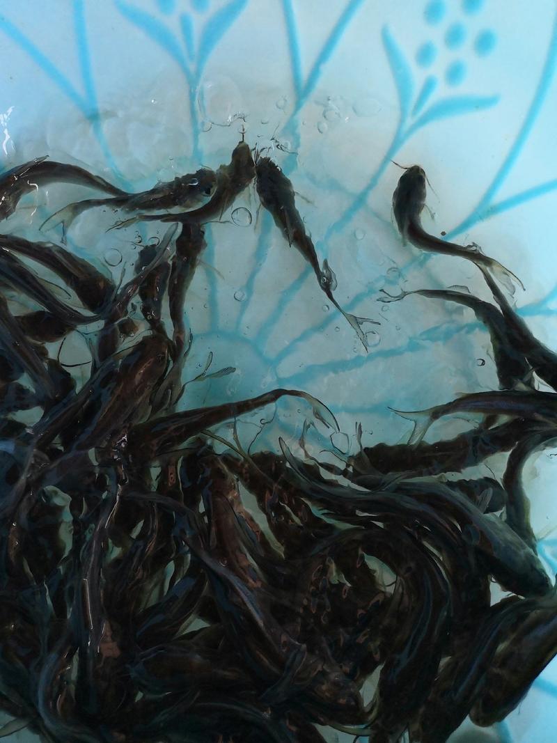 水产叉尾鮰，生长快抗病力强，适合所有淡水鱼塘养殖。