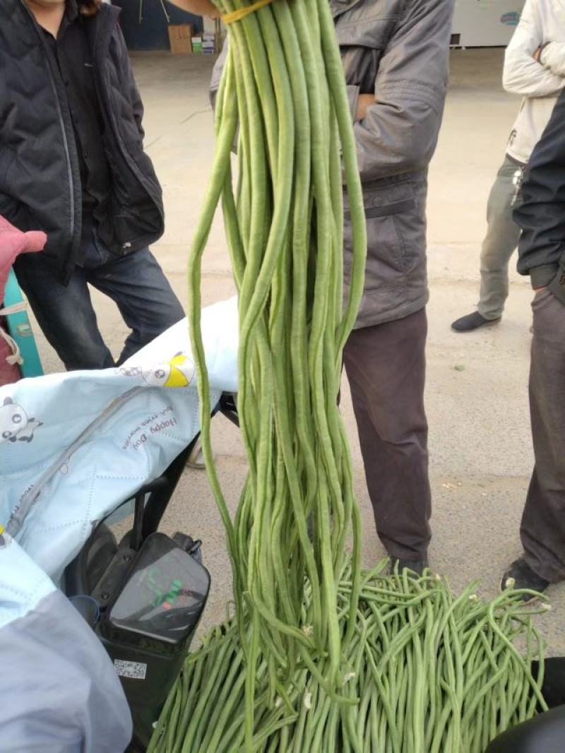 （热销）长豆角产区直供货源充足量大从优视频看货全国发货
