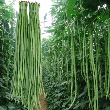 （热销）长豆角产区直供货源充足量大从优视频看货全国发货