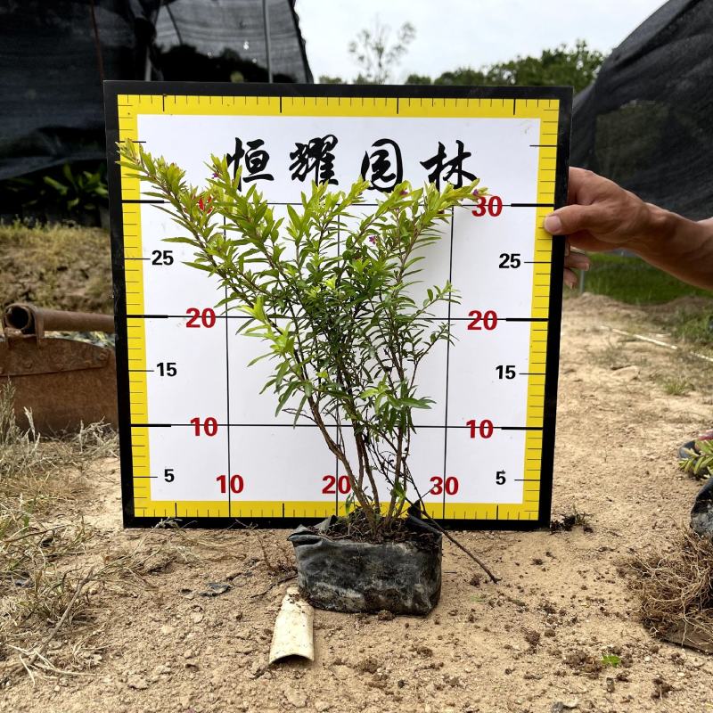 【金叶满天星】5斤袋7斤袋各种规格福建漳州基地直发