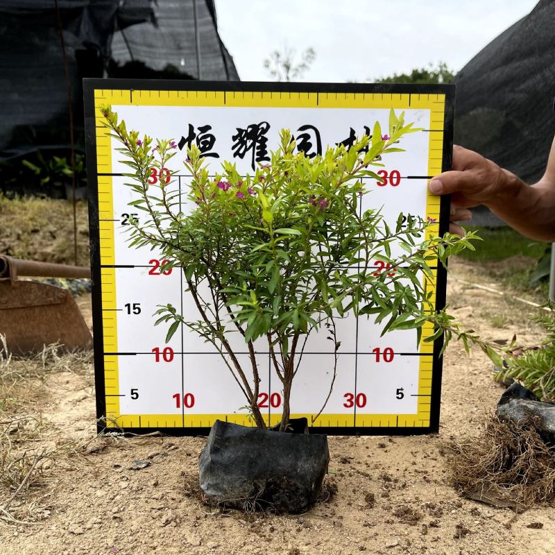 【金叶满天星】5斤袋7斤袋各种规格福建漳州基地直发