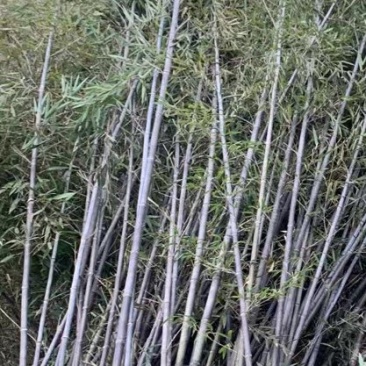 紫竹，竹苗园林绿化工程金镶玉竹，青竹子，庭院绿化竹子