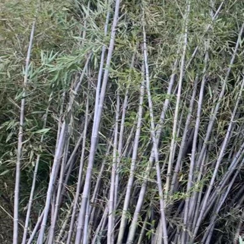 紫竹，竹苗园林绿化工程金镶玉竹，青竹子，庭院绿化竹子