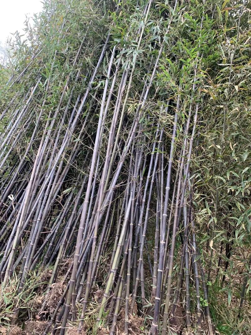 紫竹，竹苗园林绿化工程金镶玉竹，青竹子，庭院绿化竹子