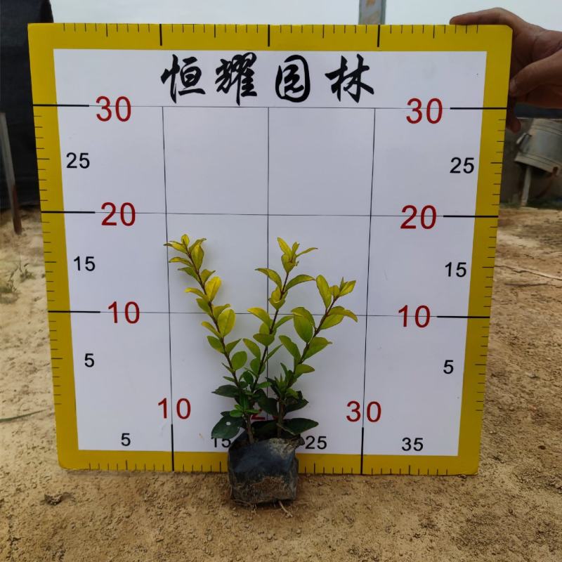 【金叶女贞黄叶女贞】各种规格欢迎咨询详谈