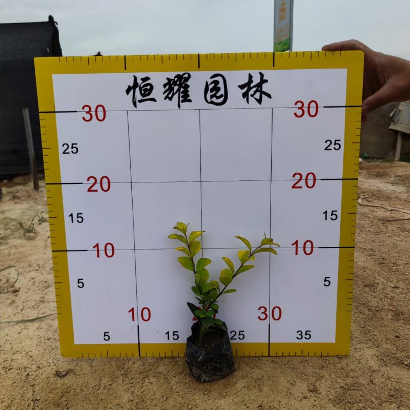 【金叶女贞黄叶女贞】各种规格欢迎咨询详谈