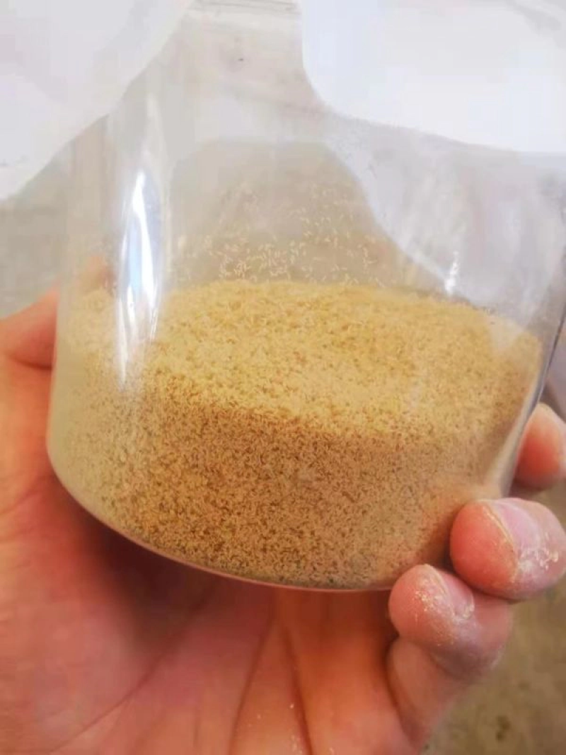 黑水虻虫卵，常年现货发售，顺丰包邮，质量保证
