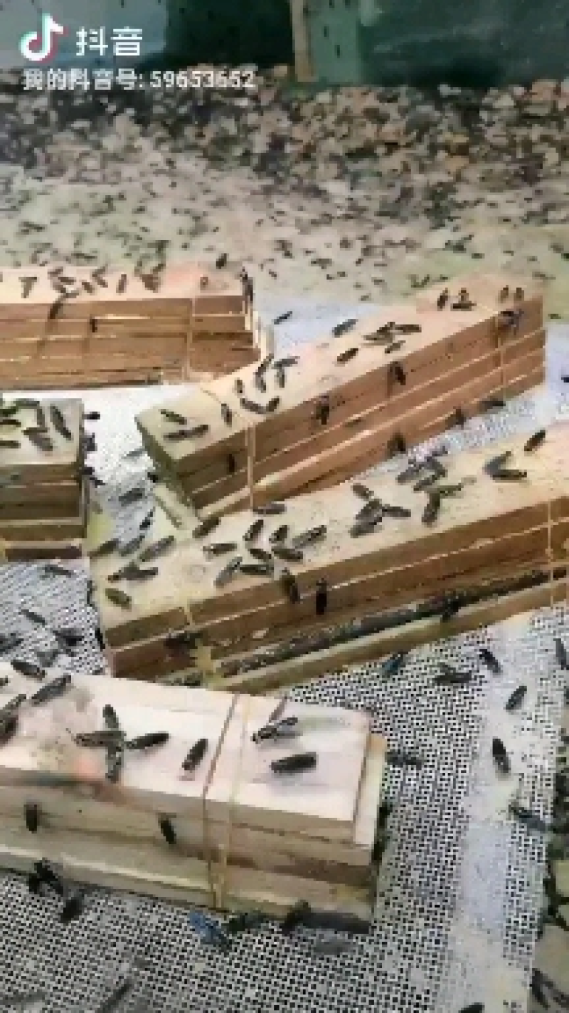 黑水虻虫卵常年供应，保质保量，技术指导，全国供货