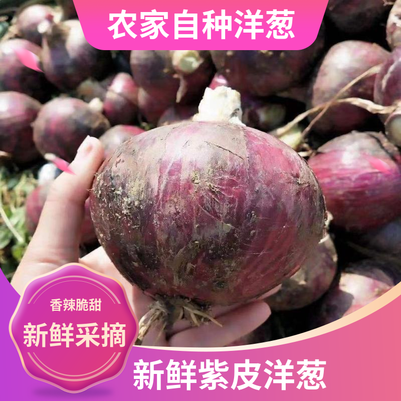 河南洋葱大量供应，电商市场都可走货，欢迎老板联系