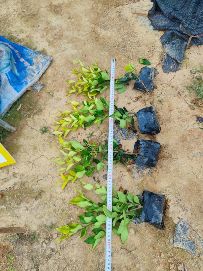【金森女贞】5斤袋7斤袋各种规格福建漳州基地直发