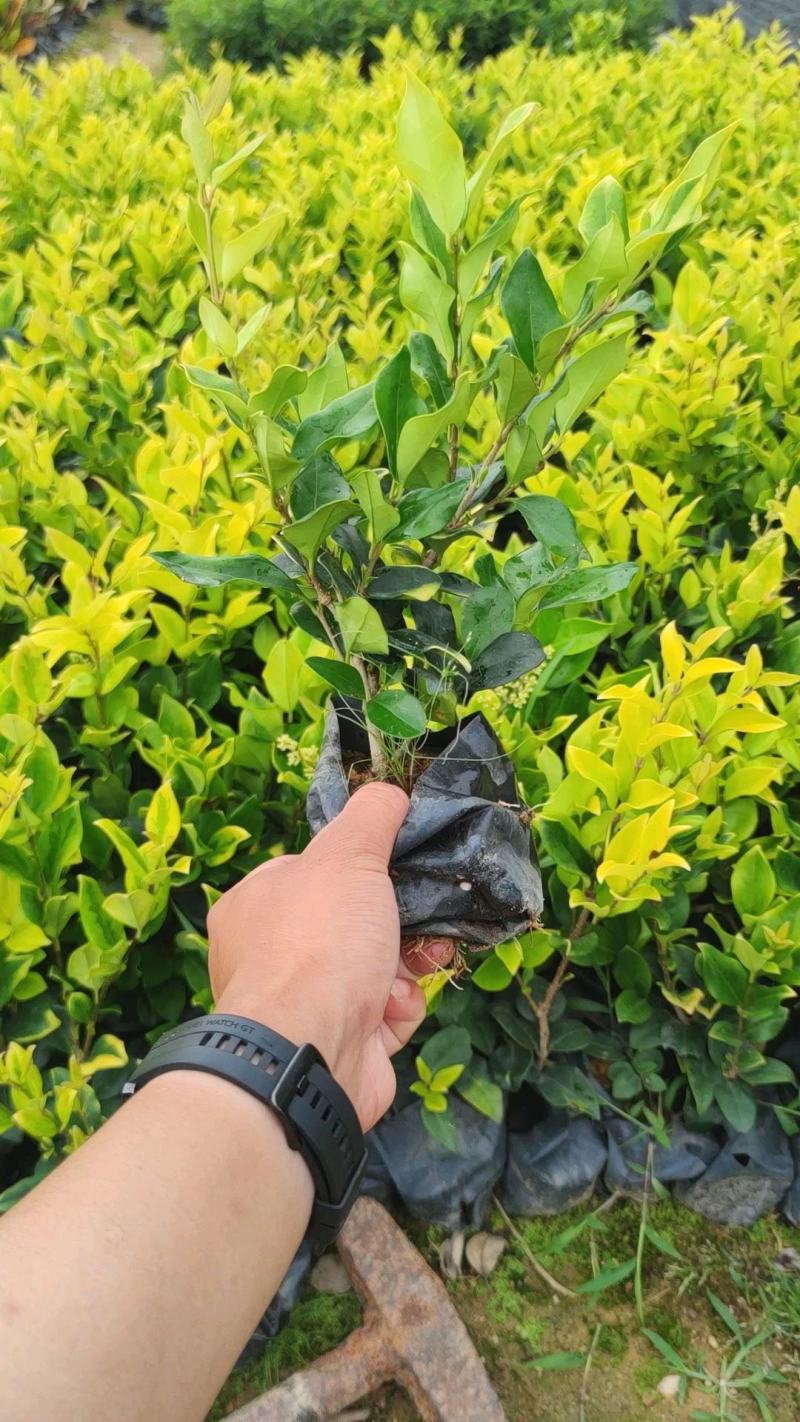 【金森女贞】5斤袋7斤袋各种规格福建漳州基地直发