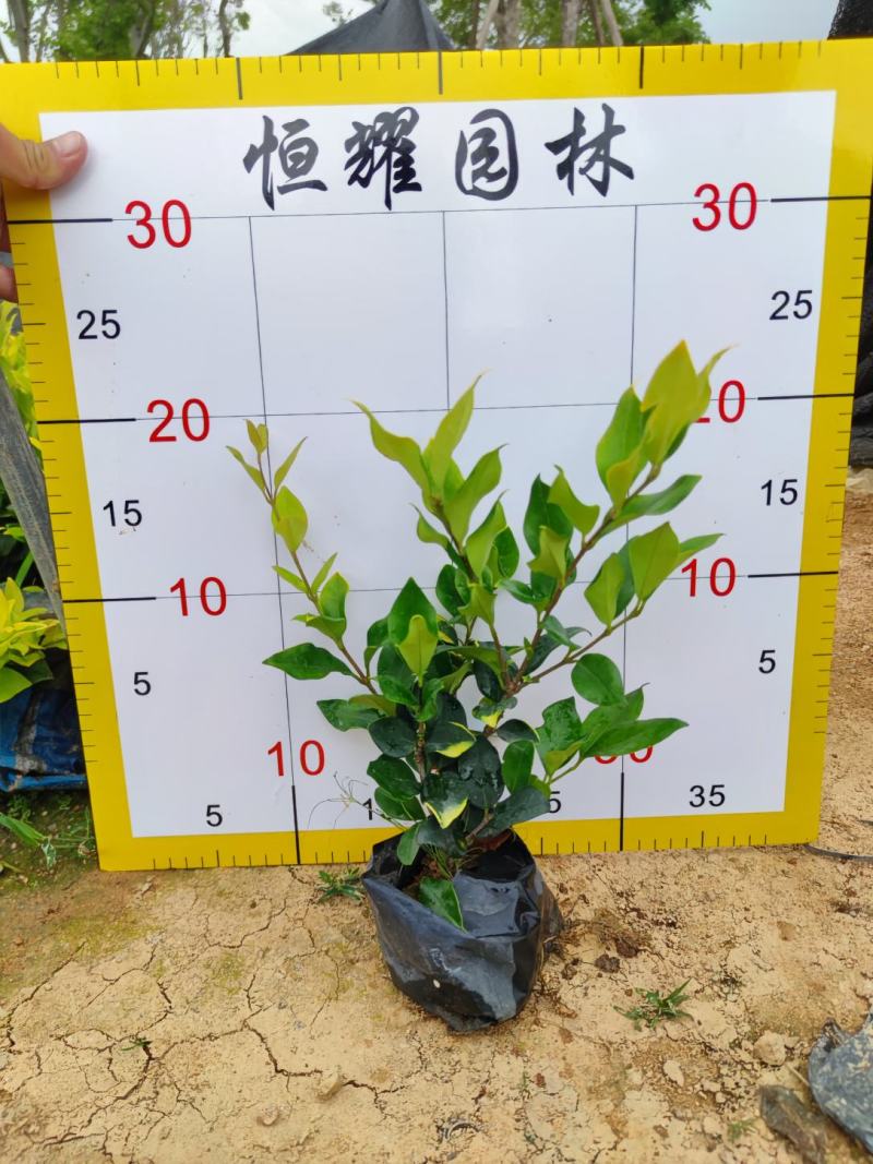 【金森女贞】5斤袋7斤袋各种规格福建漳州基地直发