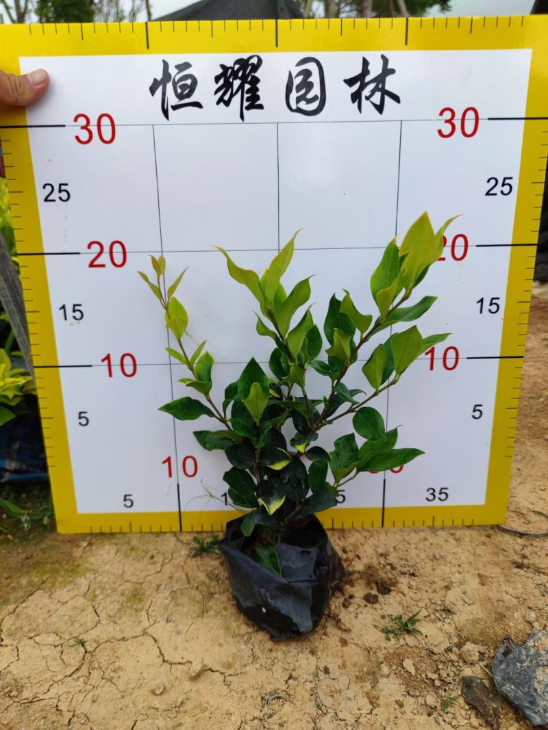 【金森女贞】5斤袋7斤袋各种规格福建漳州基地直发