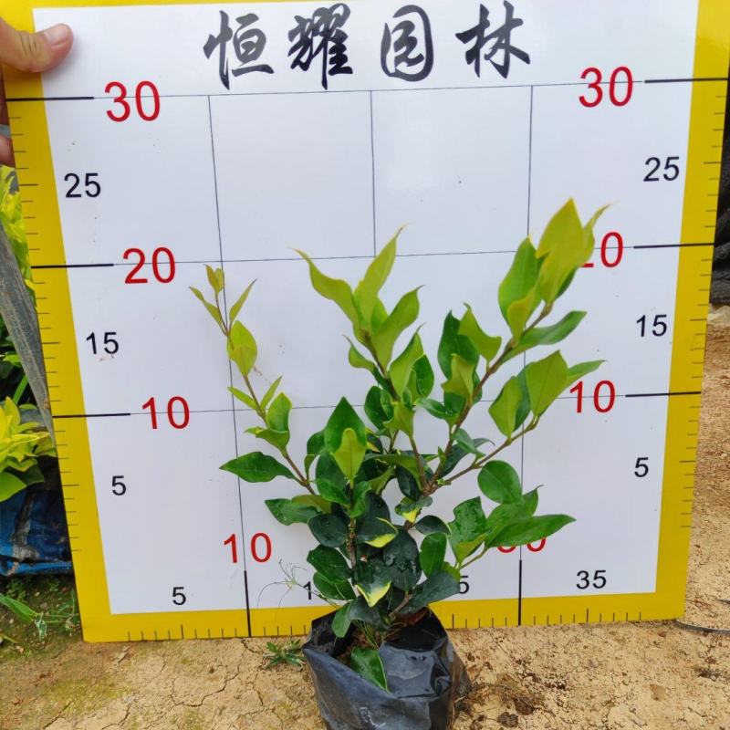 【金森女贞】5斤袋7斤袋各种规格福建漳州基地直发