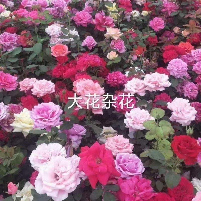大花月季