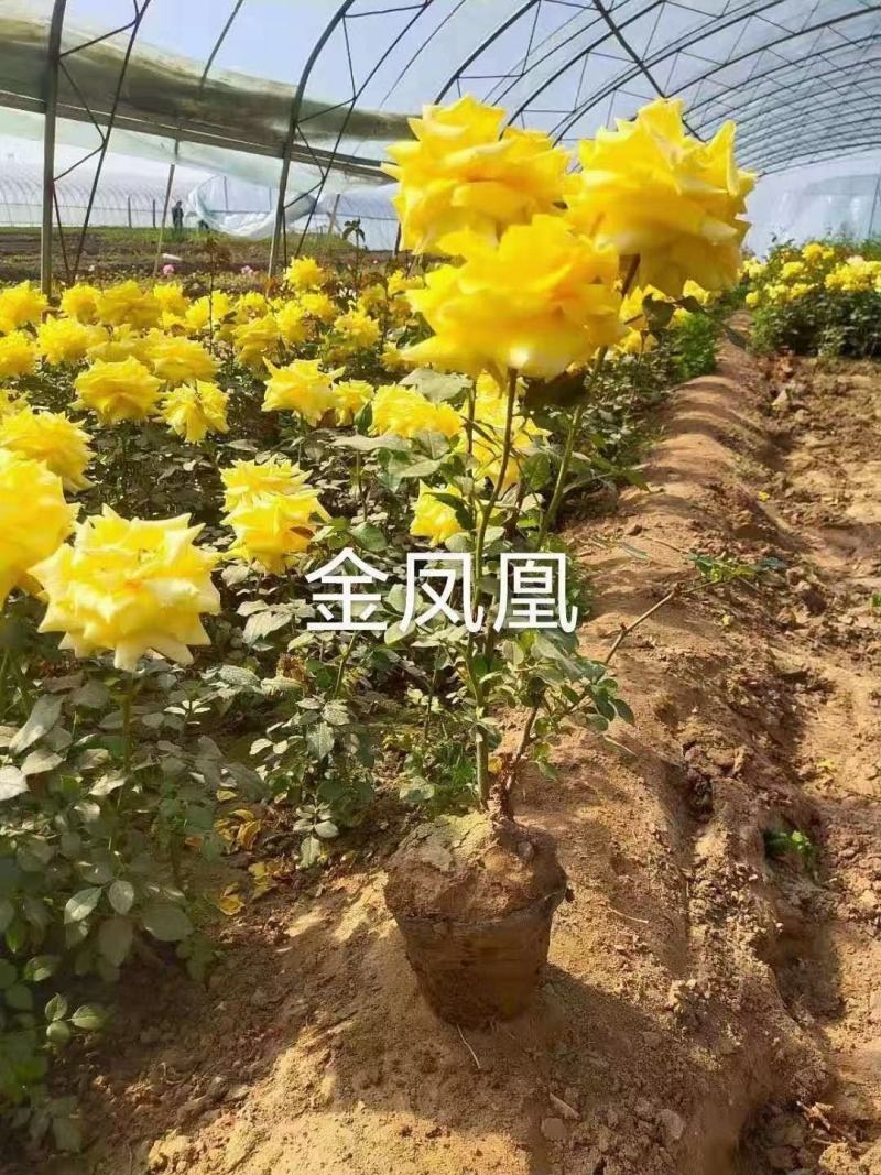 大花月季