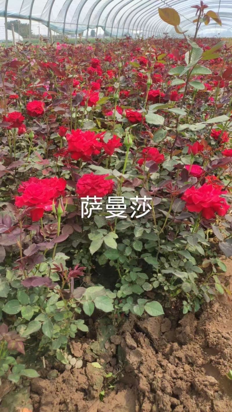 大花月季