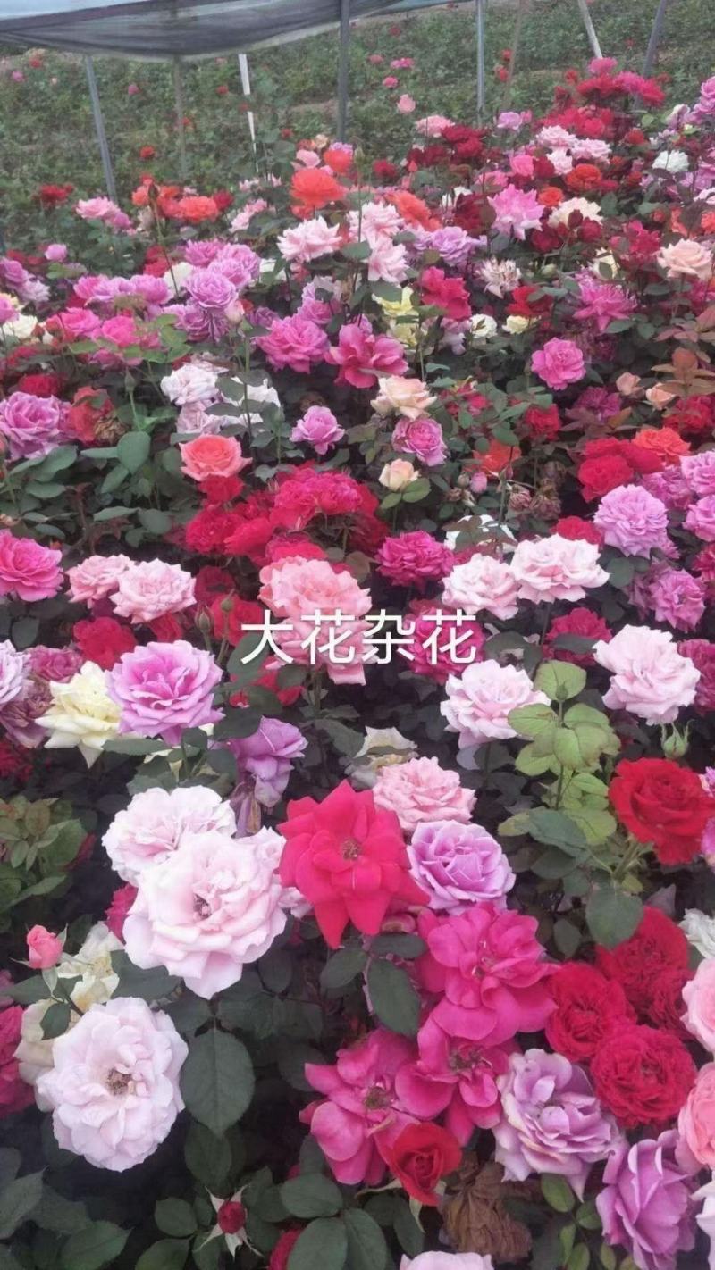 大花月季