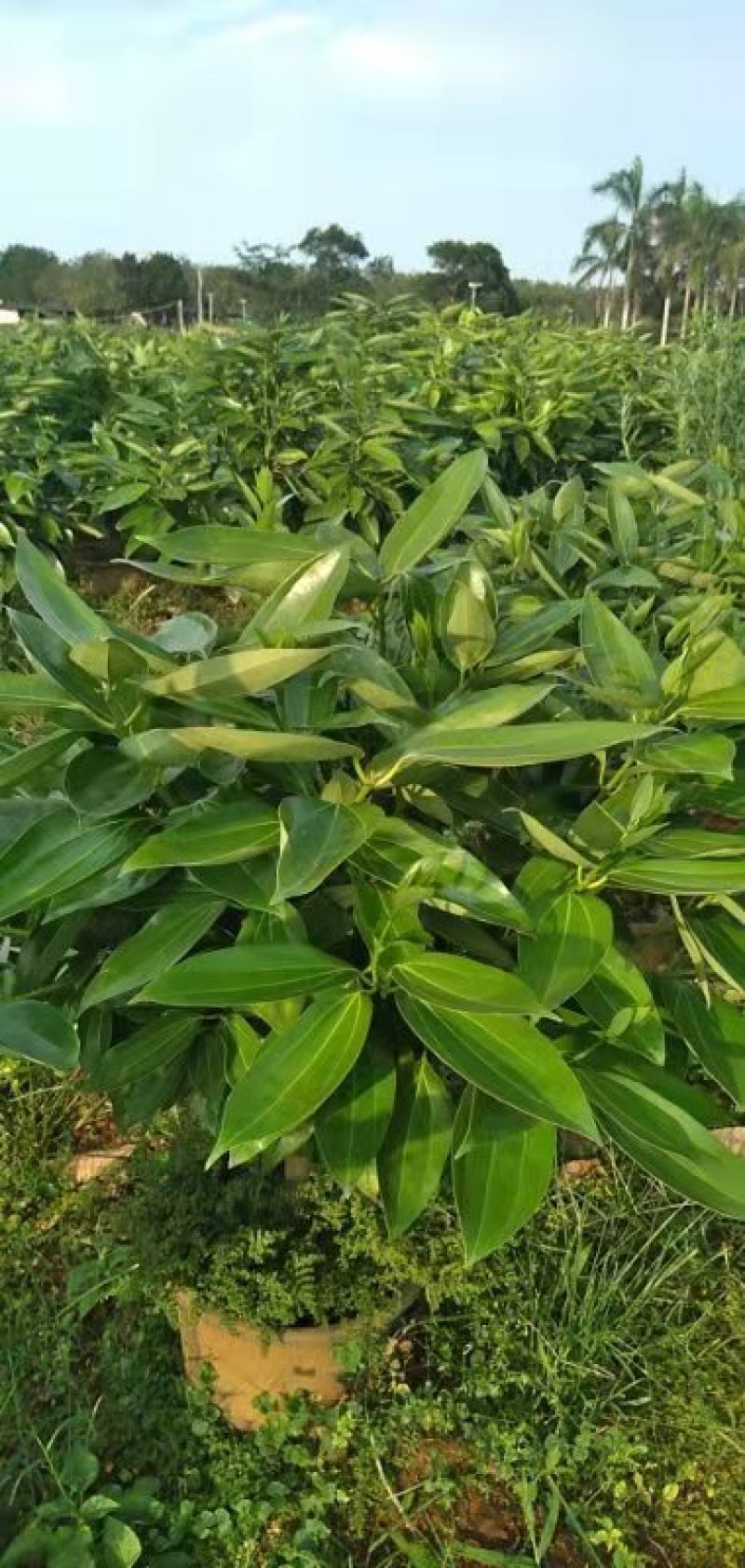 平安树