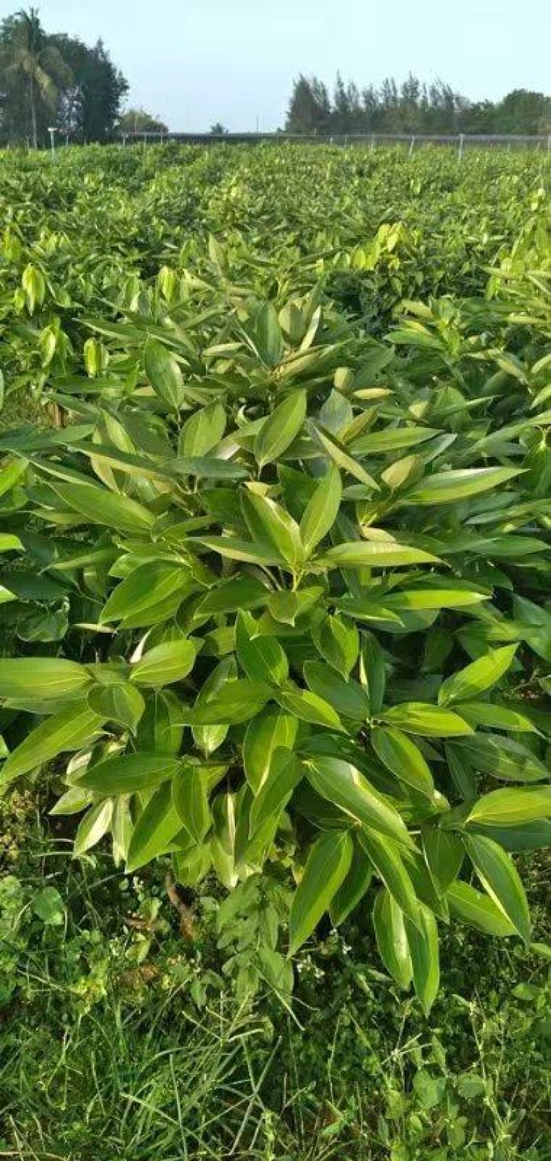 平安树