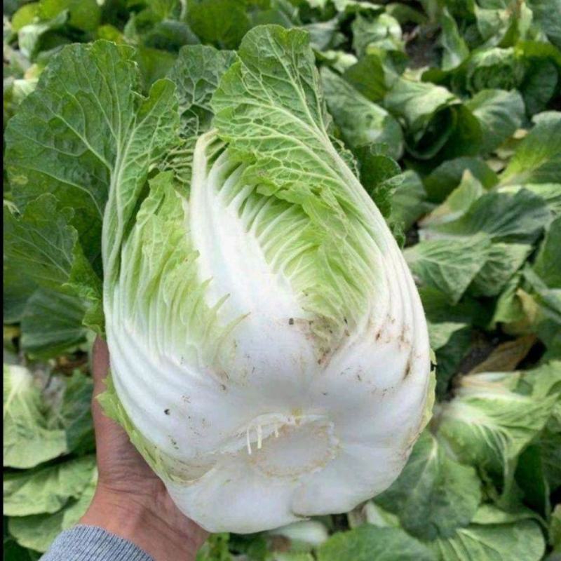 大白菜，新鲜蔬菜，鲜货走市场和加工厂都可以，随时联系。
