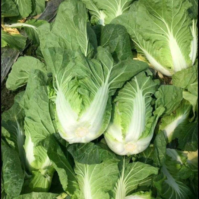 大白菜，新鲜蔬菜，鲜货走市场和加工厂都可以，随时联系。