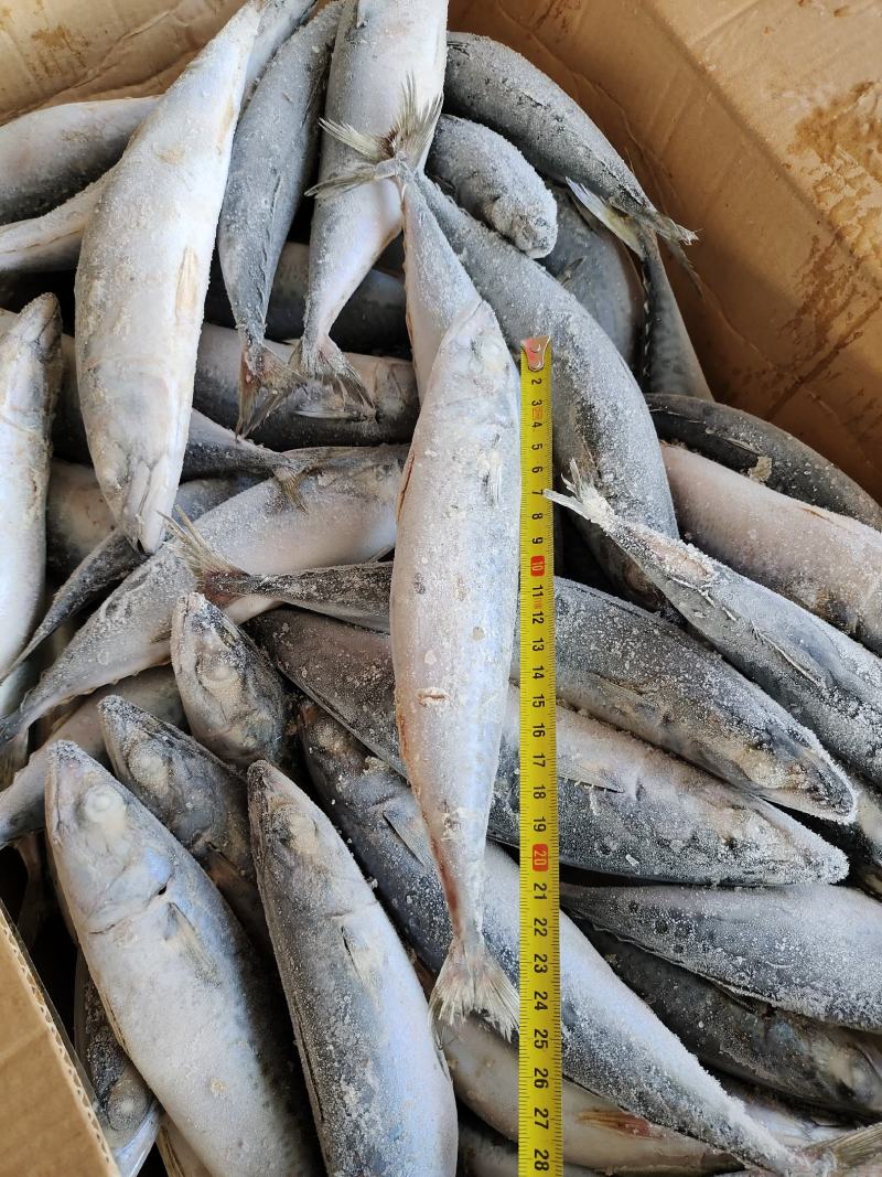 青占鱼，鲐鲅鱼，各种规格，拖网灯光都有，大量有货