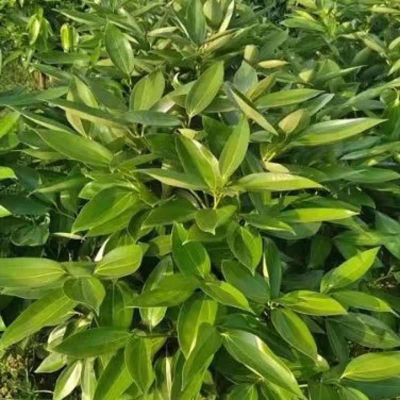 平安树