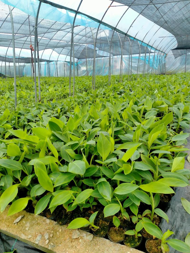 香蕉苗组培苗香蕉苗粉焦苗易成活诚信合作欢迎来电
