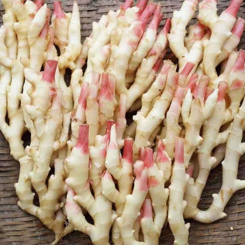 重庆子姜