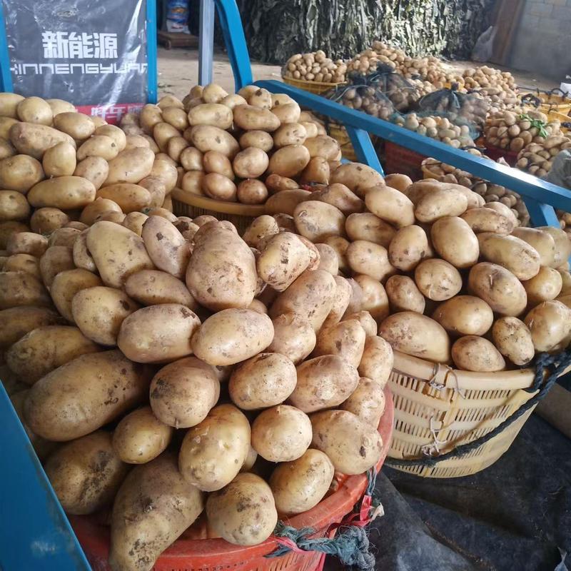 福建沙地闽薯2号土豆大量上市，一手货源，诚信经营