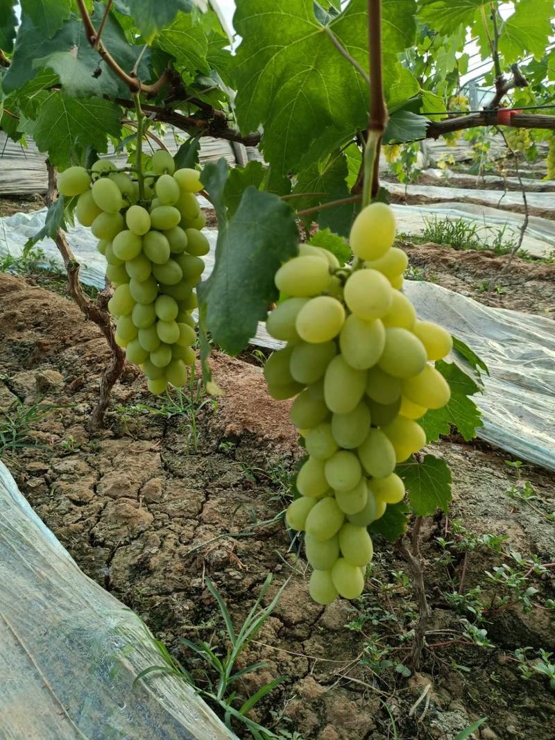 邯郸万亩葡萄维多利亚葡萄大量上市口感好价格优惠