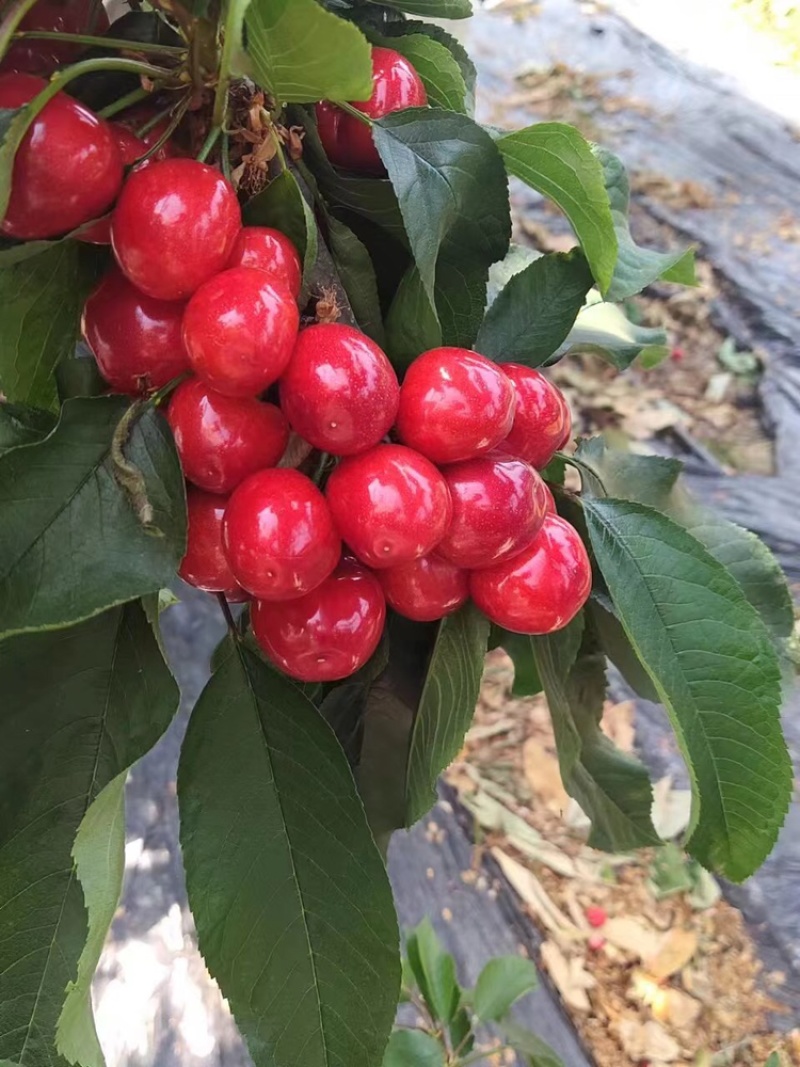 蓬莱大美早