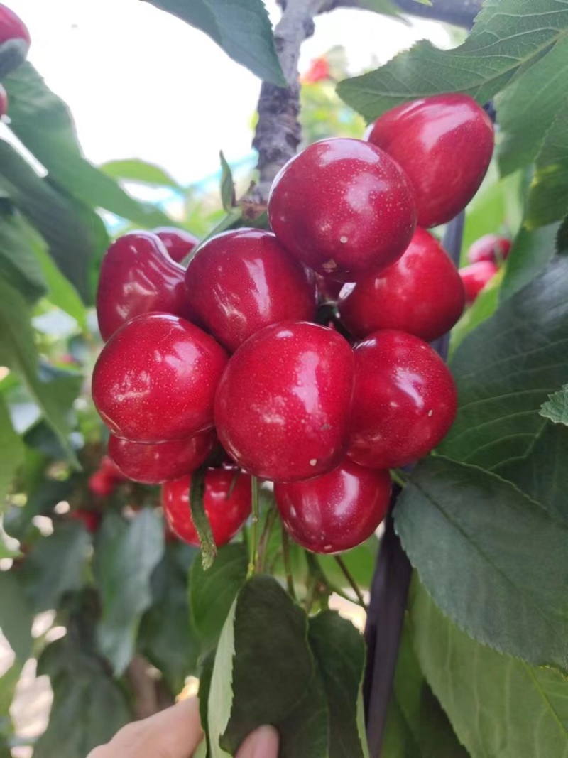 蓬莱大美早