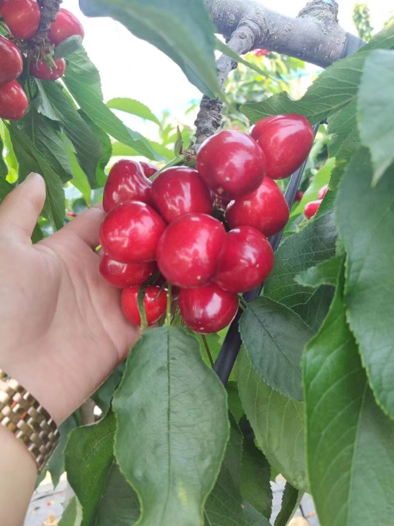 蓬莱大美早