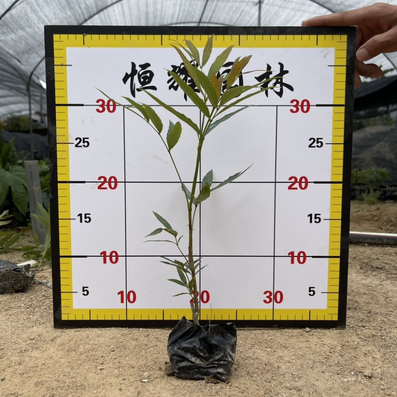 【南天竹红杷子兰竹天独子】各种规格欢迎咨询详谈