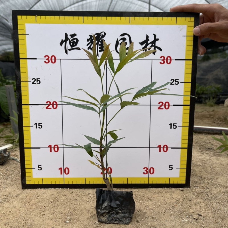 【南天竹红杷子兰竹天独子】各种规格欢迎咨询详谈