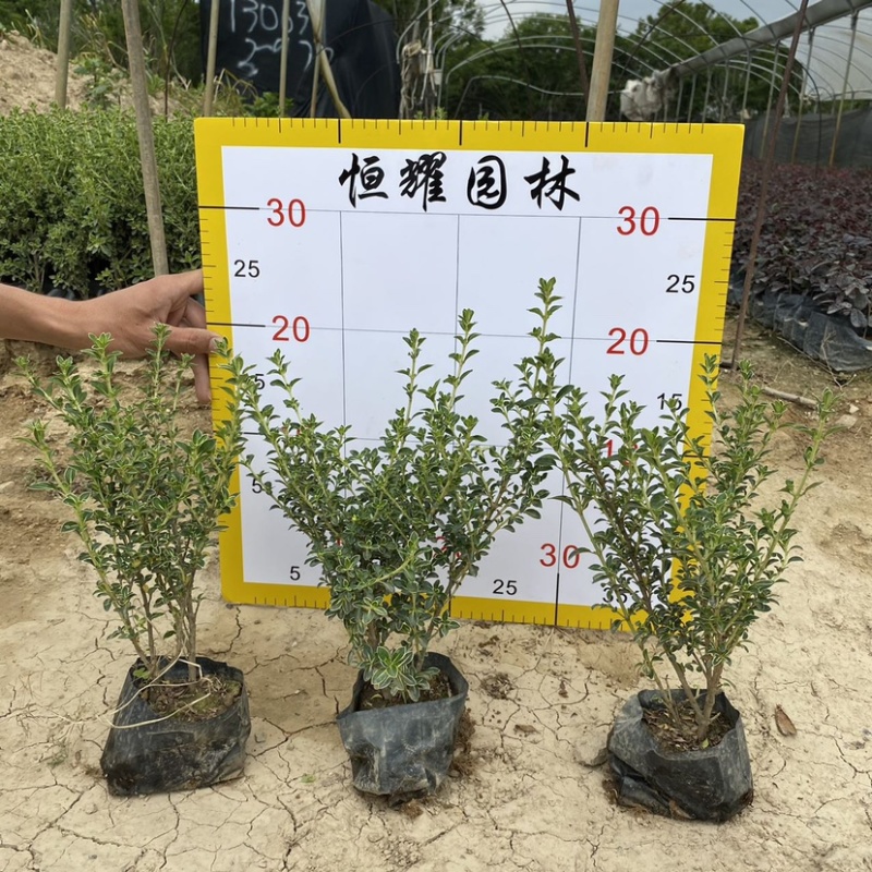 【六月雪白马骨碎叶冬青】各种规格欢迎合作详谈