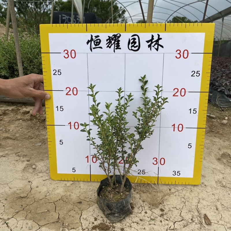 【六月雪白马骨碎叶冬青】各种规格欢迎合作详谈