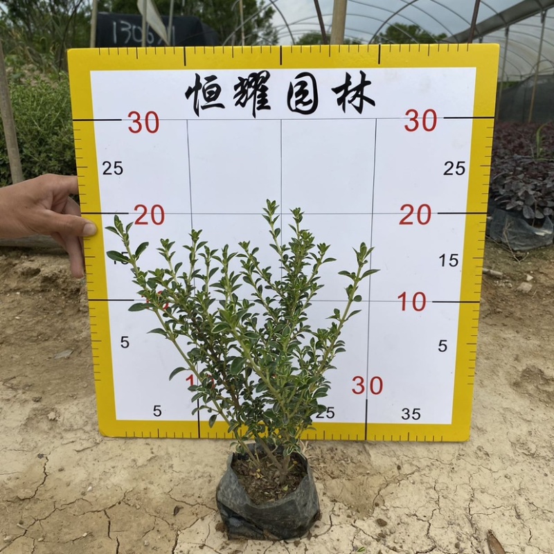 【六月雪白马骨碎叶冬青】各种规格欢迎合作详谈