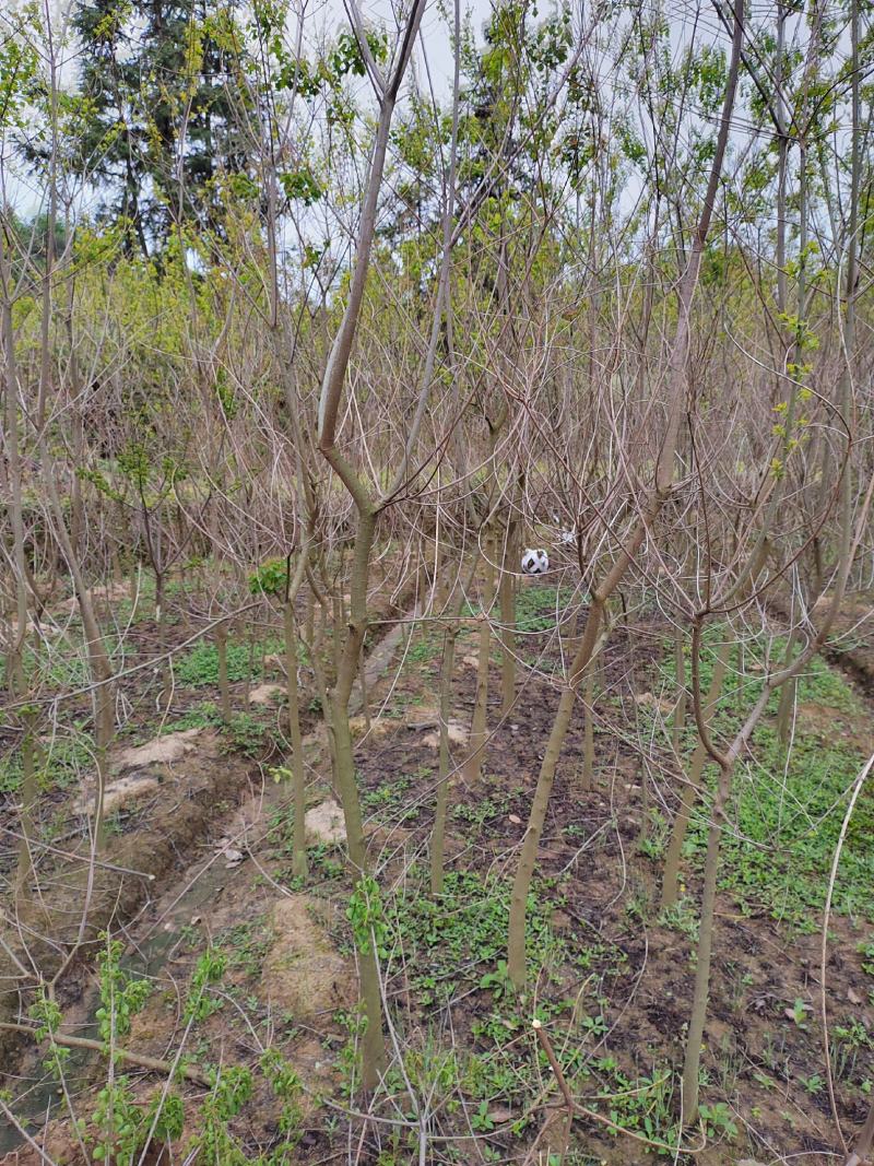 江西4公分乌桕树苗规格齐全，园林绿化苗木大量供应
