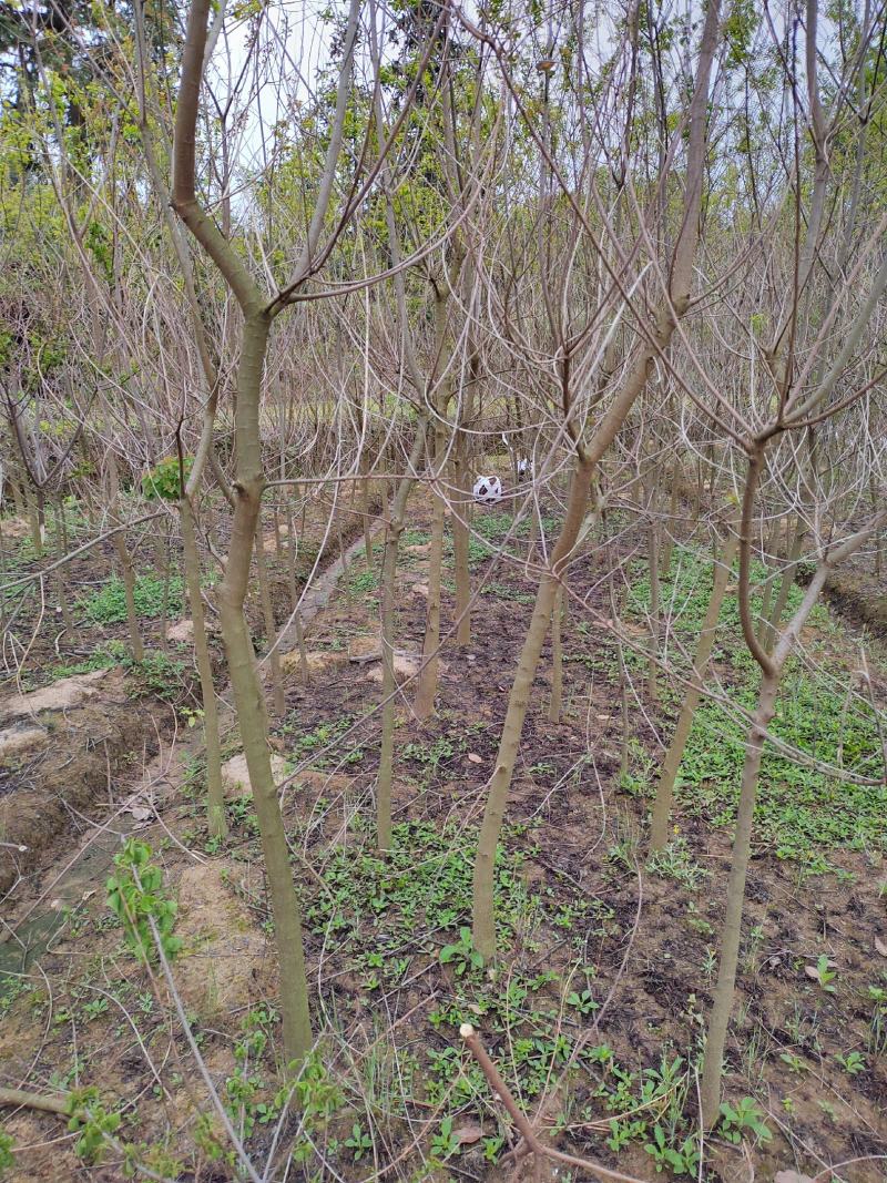 江西4公分乌桕树苗规格齐全，园林绿化苗木大量供应