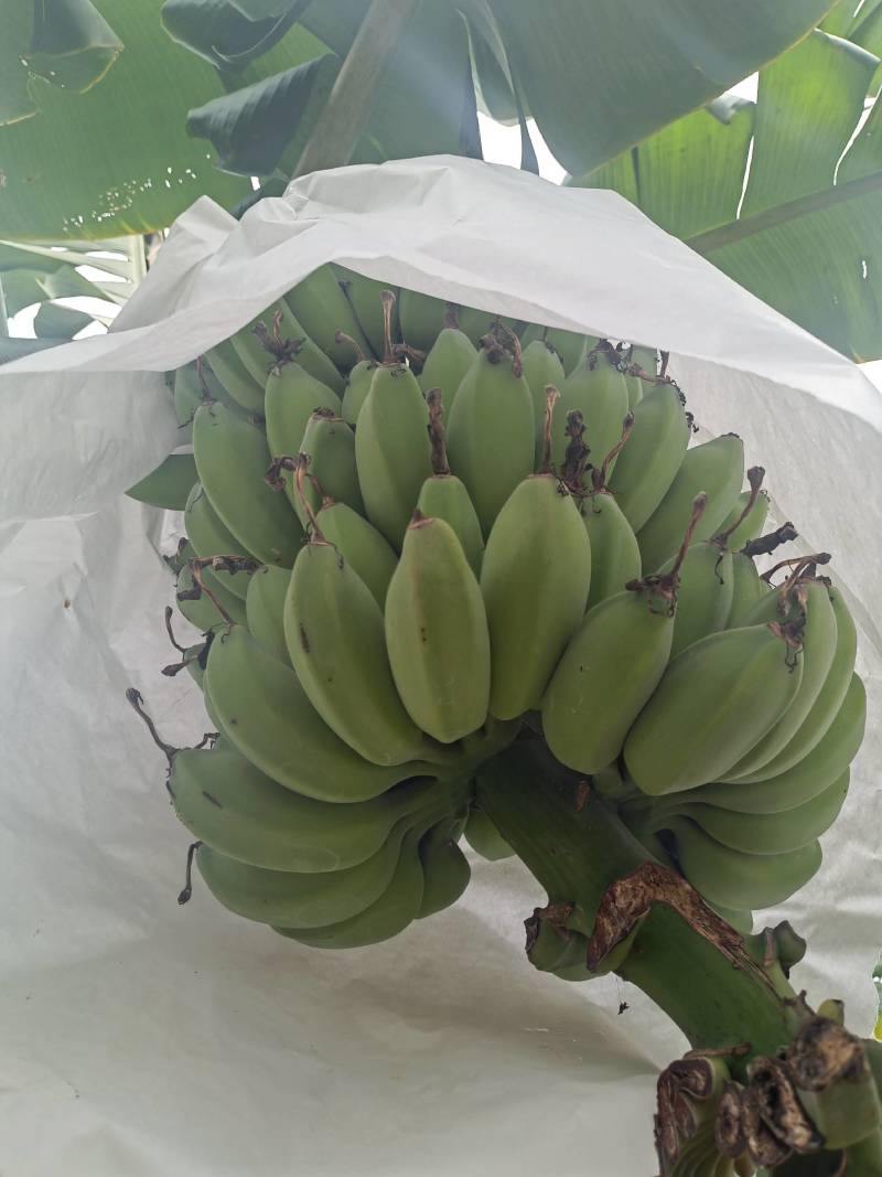 精品产地直供徐闻苹果焦，一手货源，量大从优，欢迎致电联系
