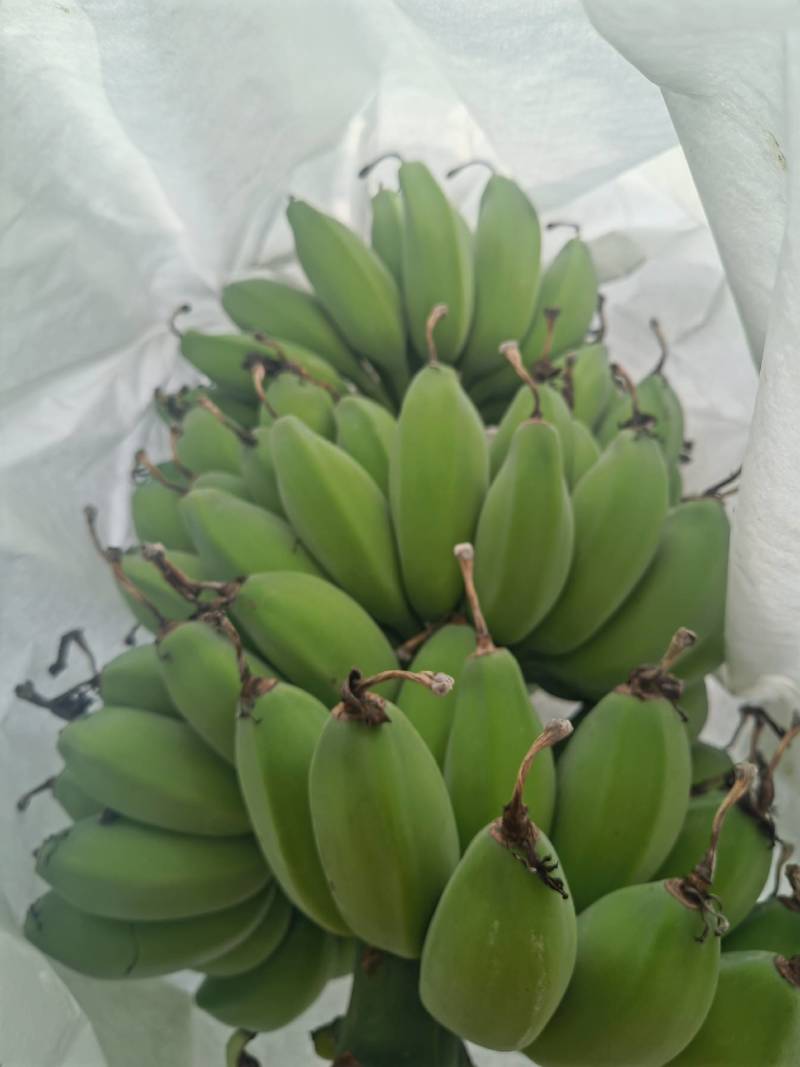 精品产地直供徐闻苹果焦，一手货源，量大从优，欢迎致电联系