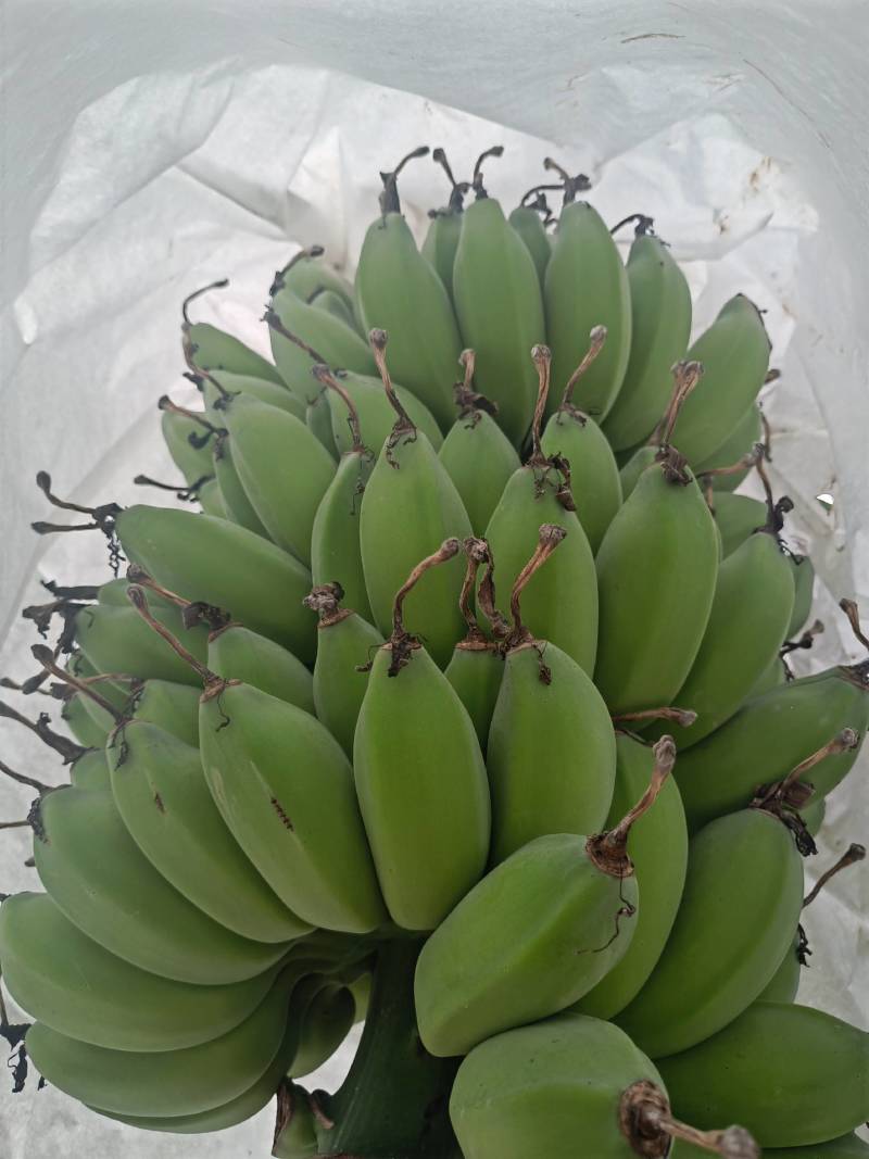 精品产地直供徐闻苹果焦，一手货源，量大从优，欢迎致电联系